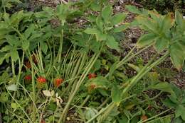 Image of Arisaema flavum (Forssk.) Schott