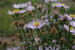 Image of sea aster