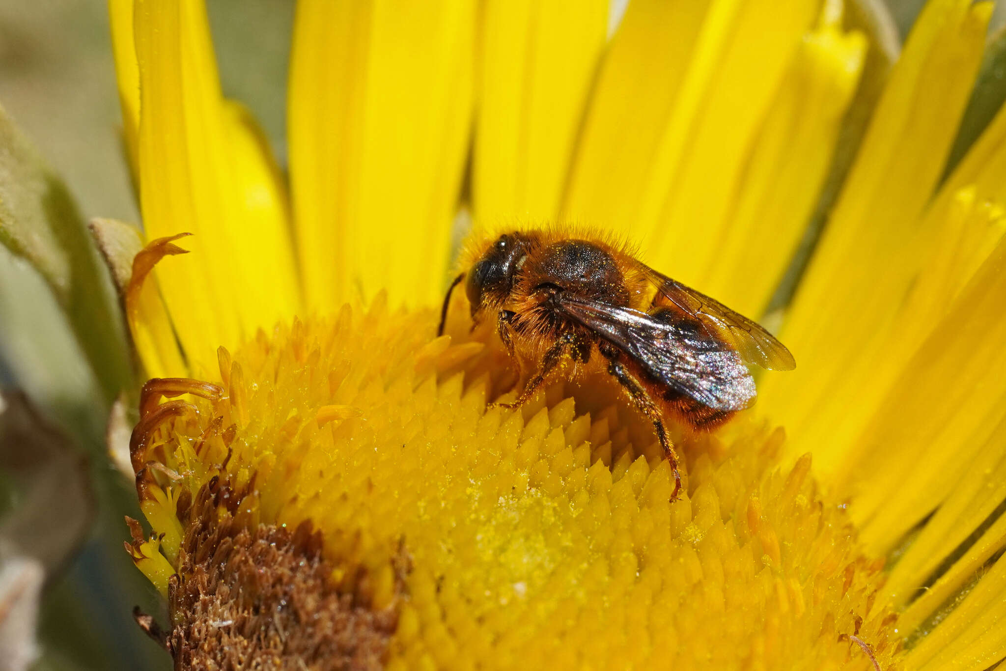 Image de Osmia cinnabarina Pérez 1895