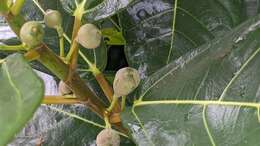 Image of Ficus pedunculosa Miq.