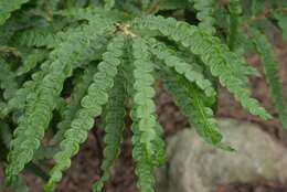 Image of sweet fern