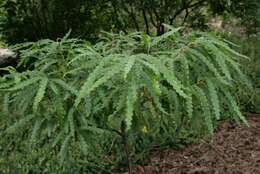 Image of sweet fern