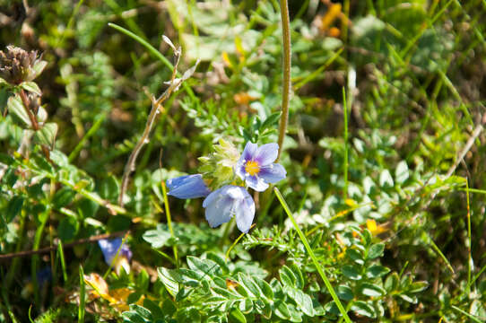 Слика од Polemonium boreale Adams