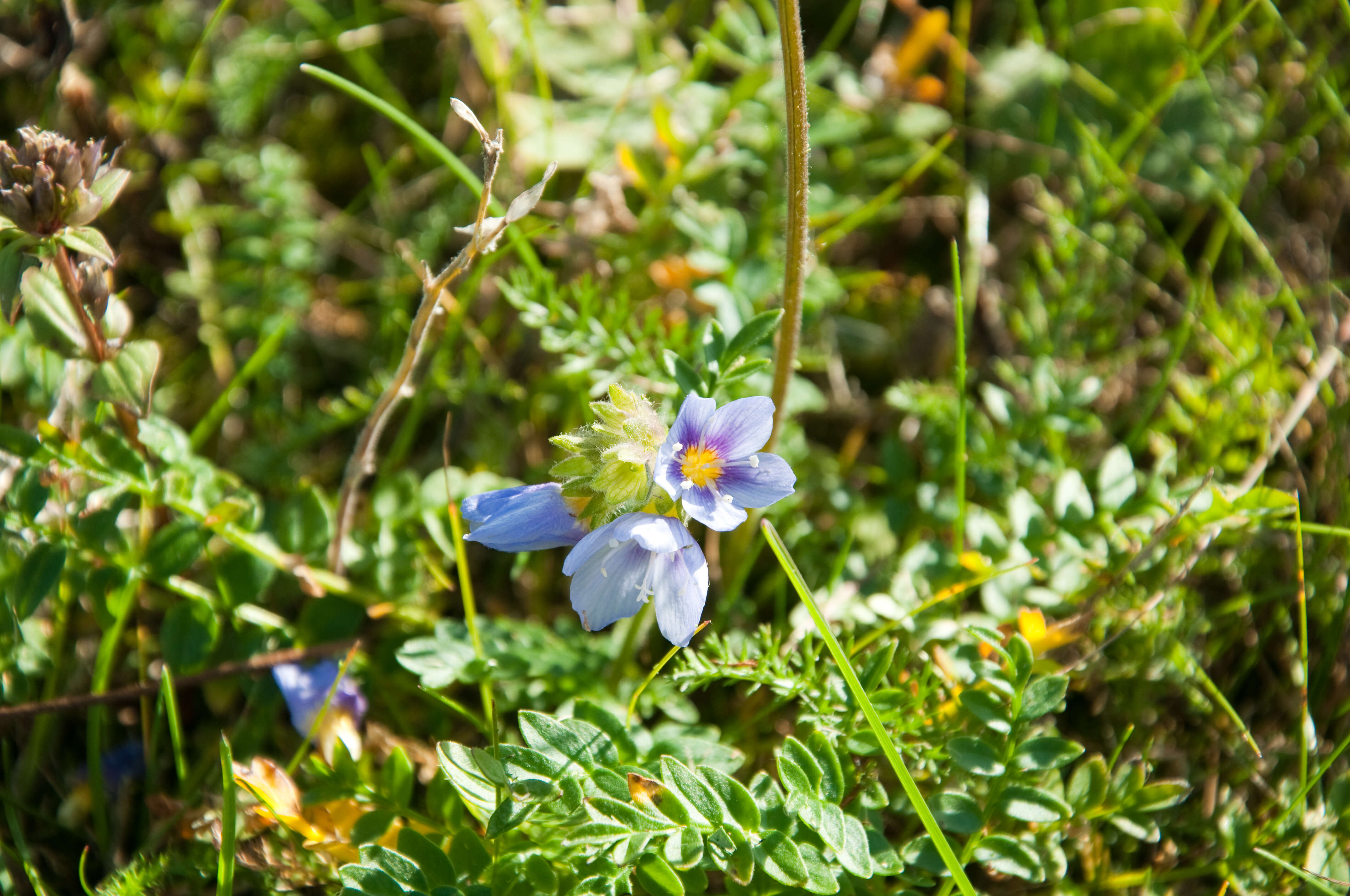 Слика од Polemonium boreale Adams