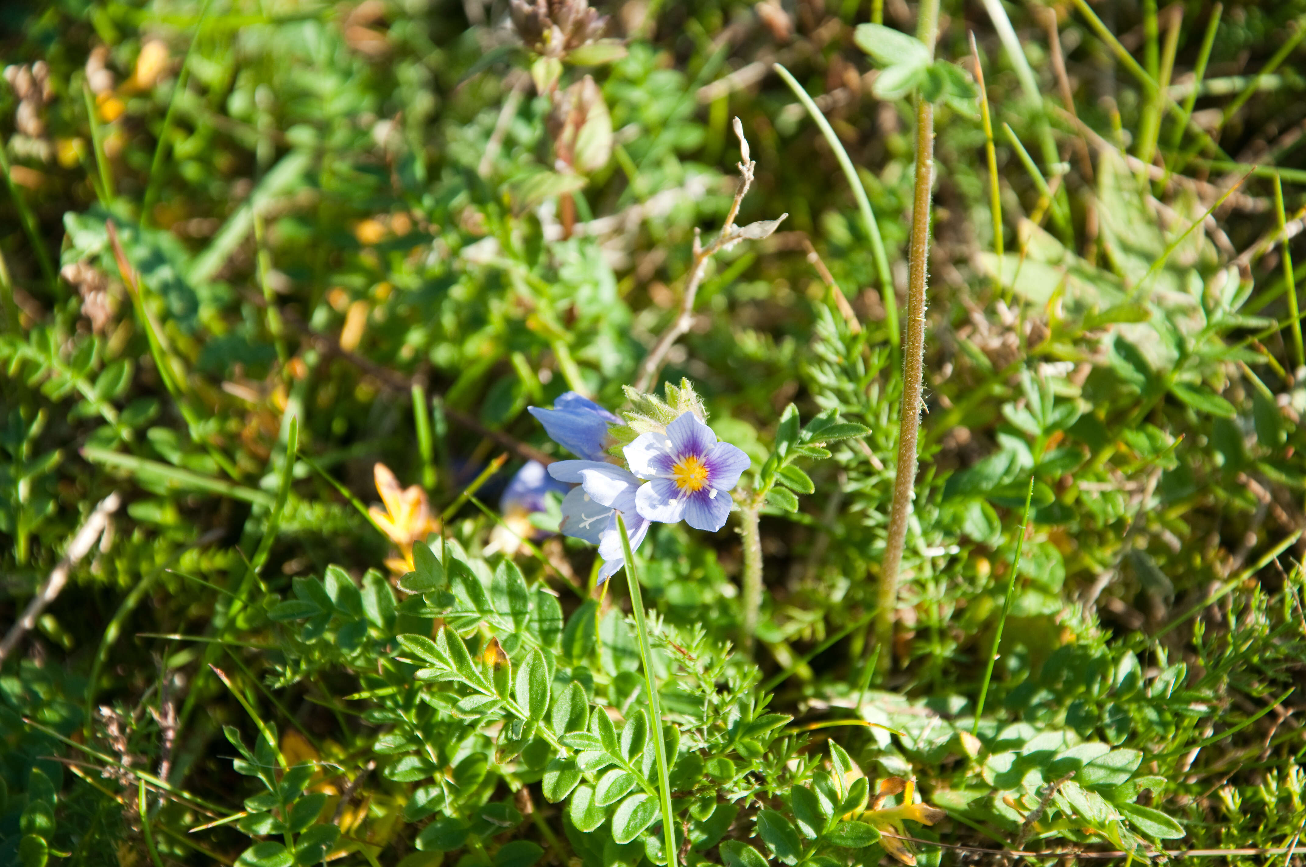 Слика од Polemonium boreale Adams