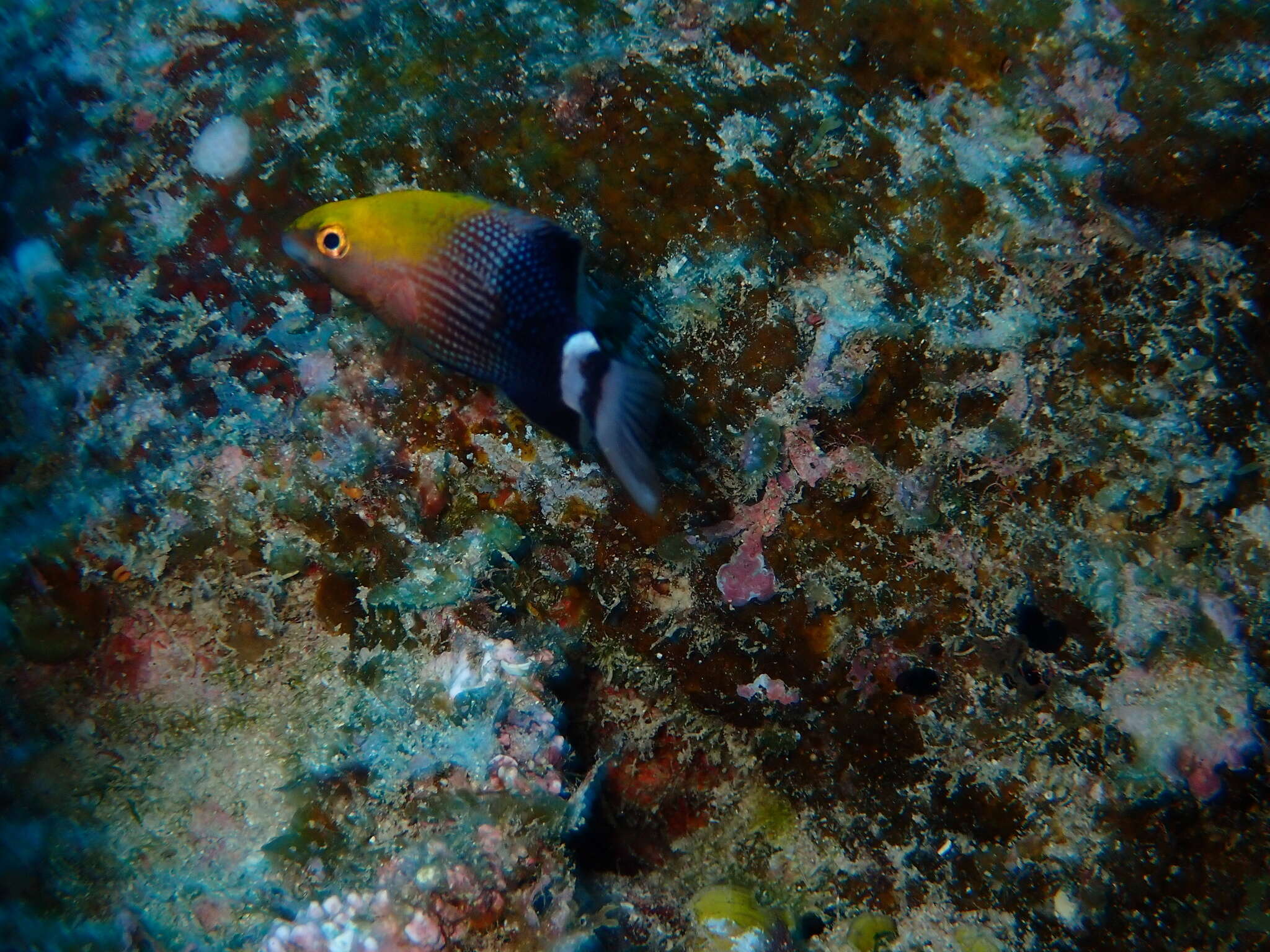 Bodianus loxozonus (Snyder 1908) resmi