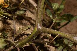 Imagem de Solanum angustifolium Houst. ex Miller