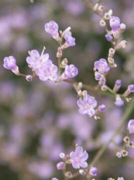 Image of Limonium humile Miller