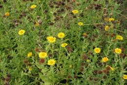 Image of common fleabane