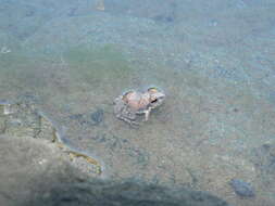 Image of Natal Sand Frog