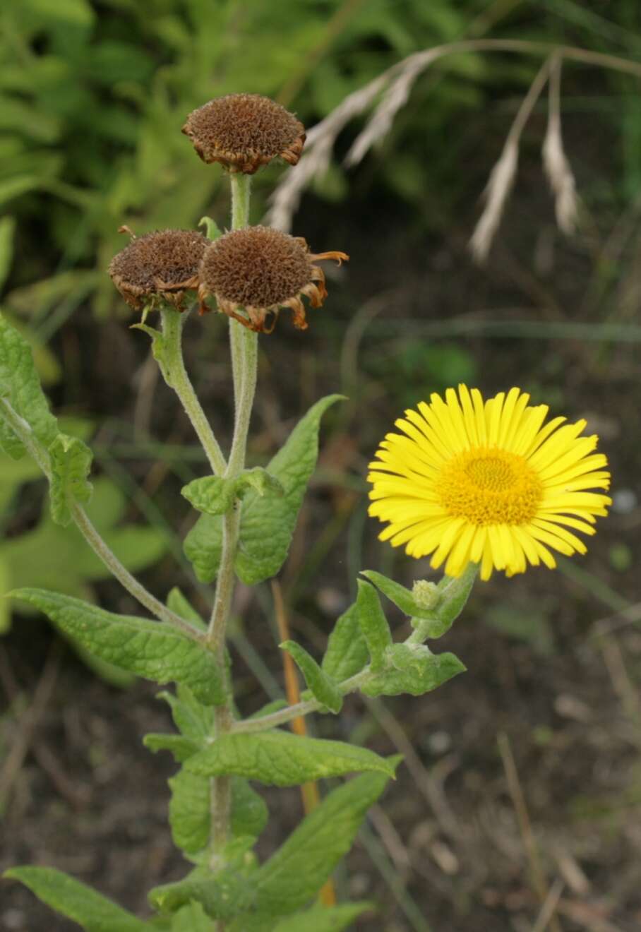 Image of false fleabane