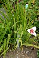 Image of Mexican Shellflower