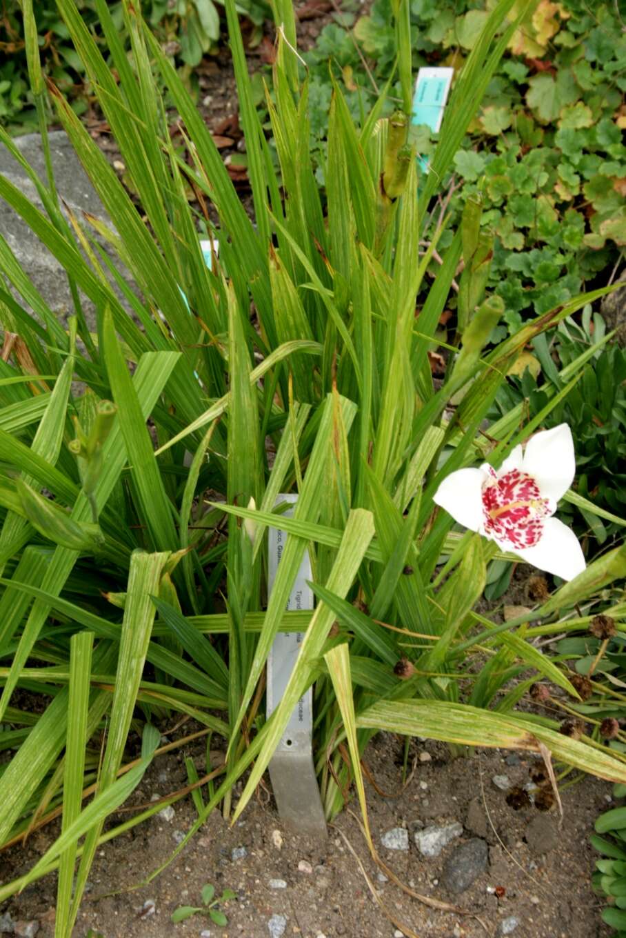 Image of Mexican Shellflower