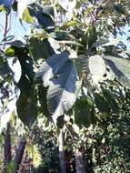 Image de Handroanthus albus (Cham.) Mattos