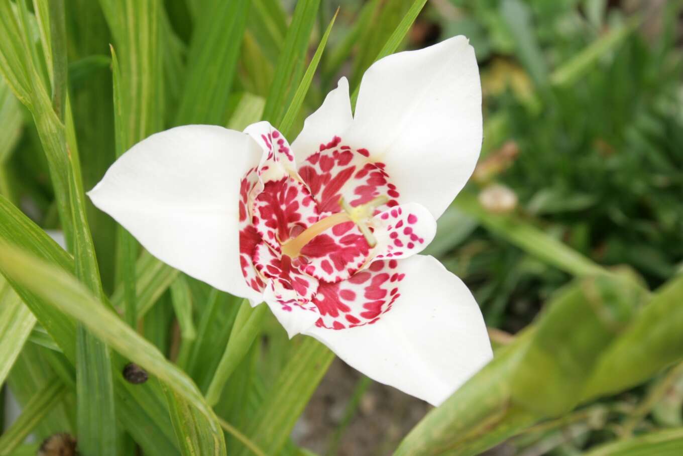 Слика од Tigridia pavonia (L. fil.) Redouté