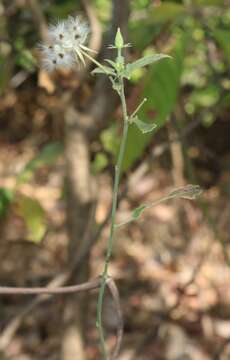 Imagem de Hibiscus hirtus L.