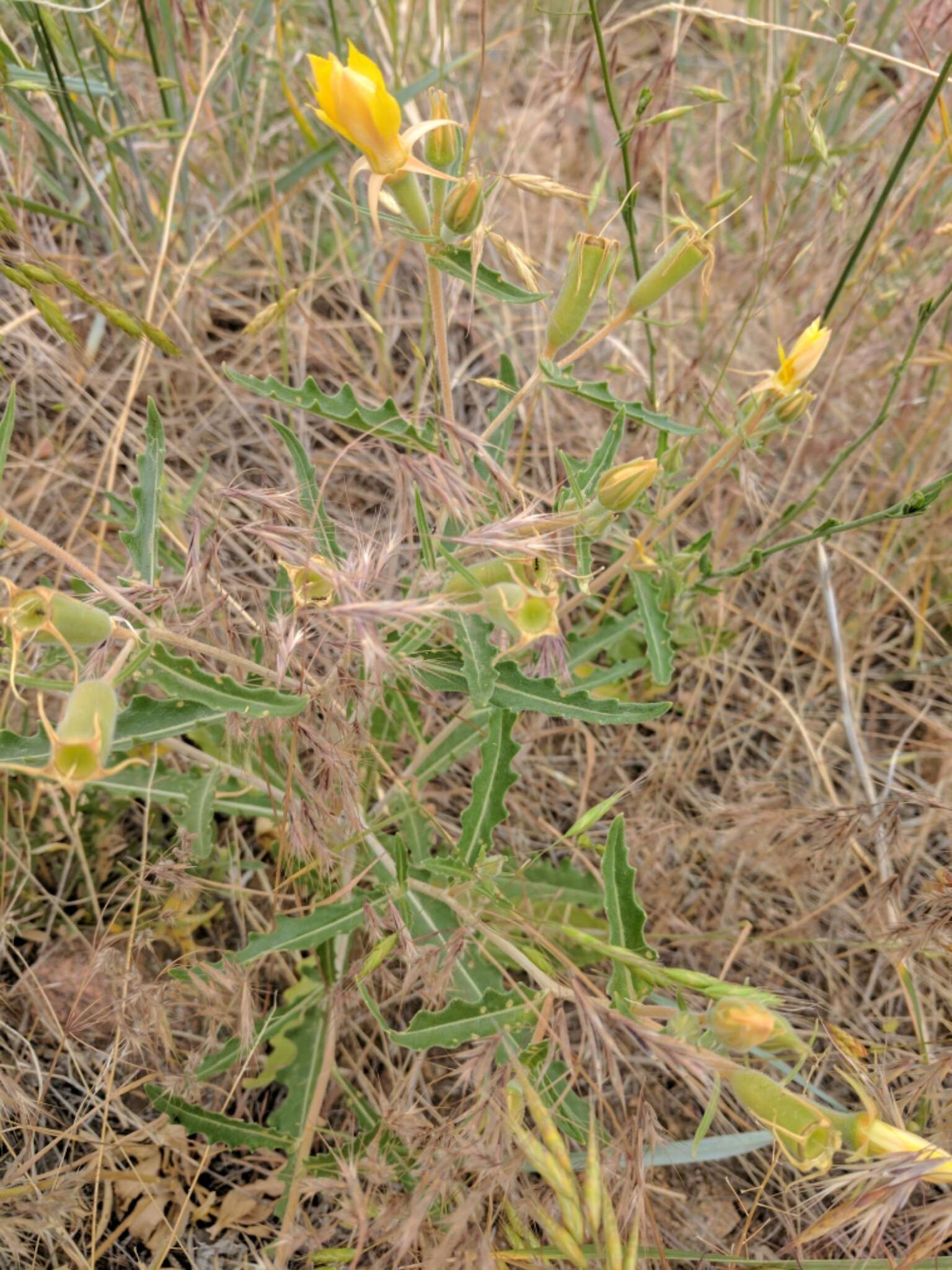 Image of jeweled blazingstar