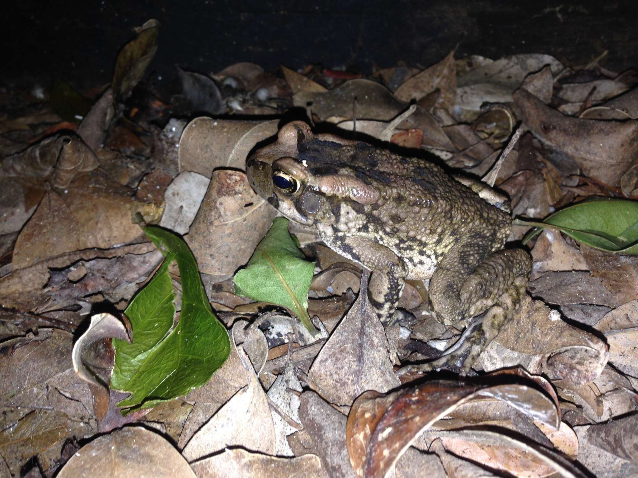 صورة Sclerophrys capensis Tschudi 1838