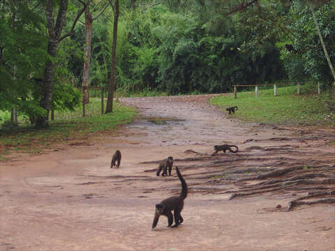 Image of Black Capuchin