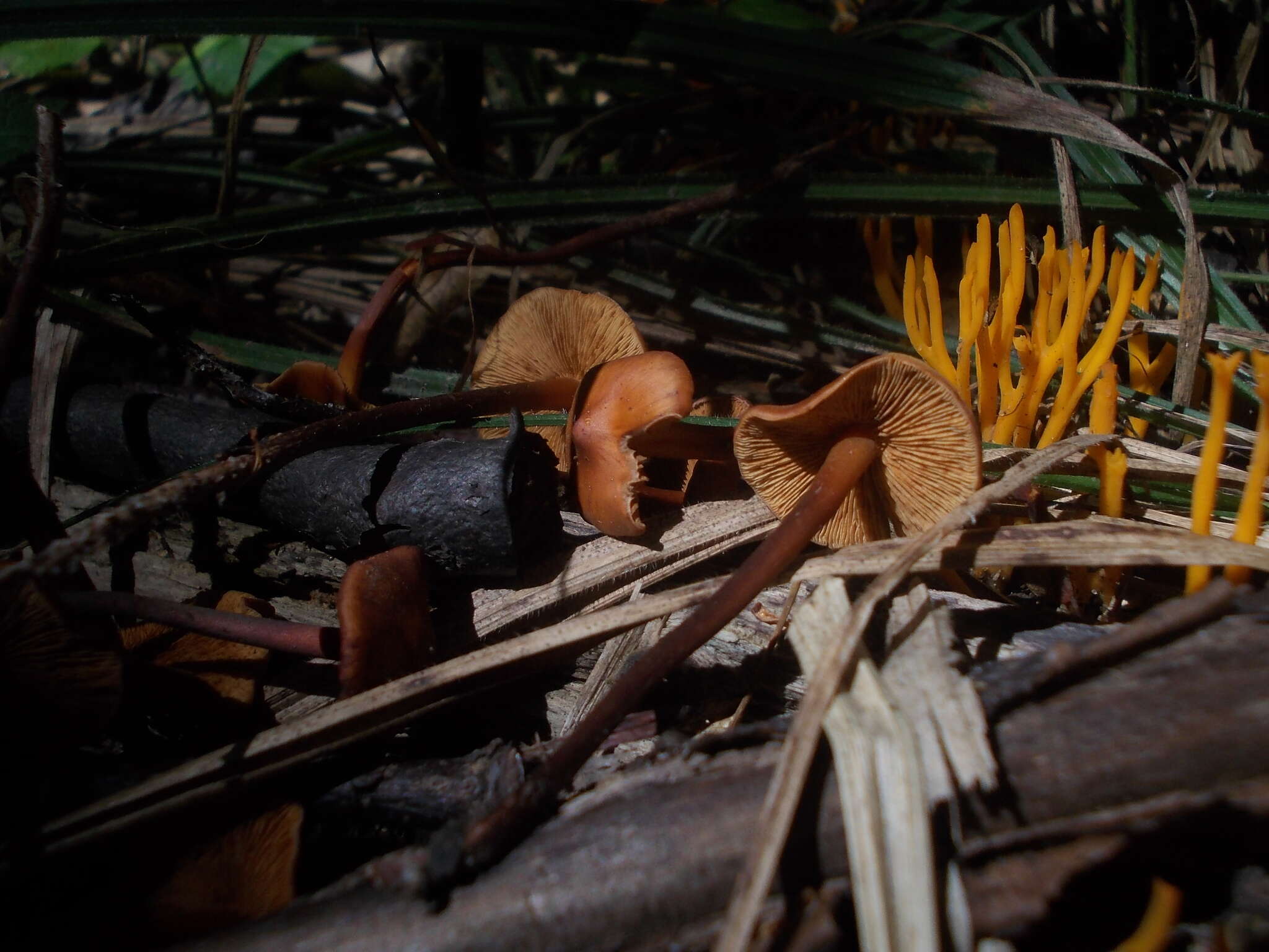 Phaeocollybia jennyae (P. Karst.) Romagn. 1944 resmi