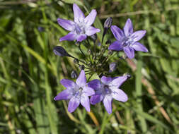 Image of Bridges' brodiaea