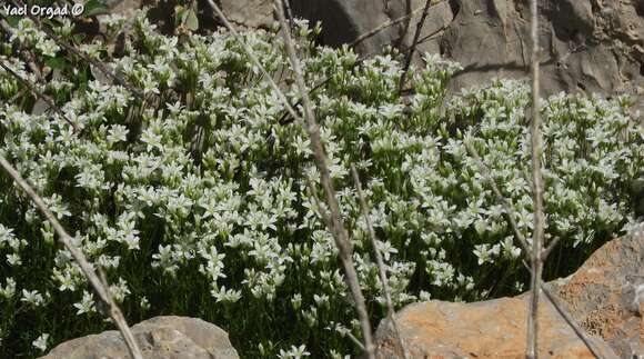 Image de Sabulina juniperina (L.) Dillenb. & Kadereit