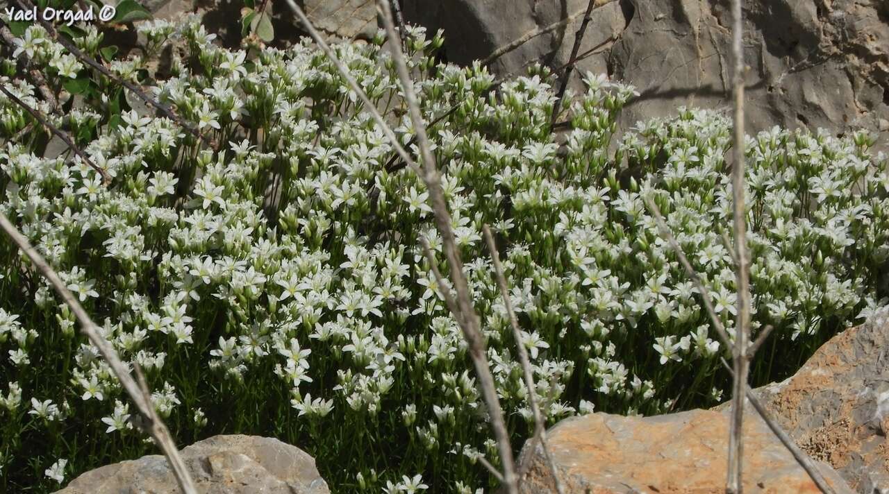 صورة Sabulina juniperina (L.) Dillenb. & Kadereit