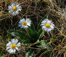 Image of Celmisia verbascifolia Hook. fil.