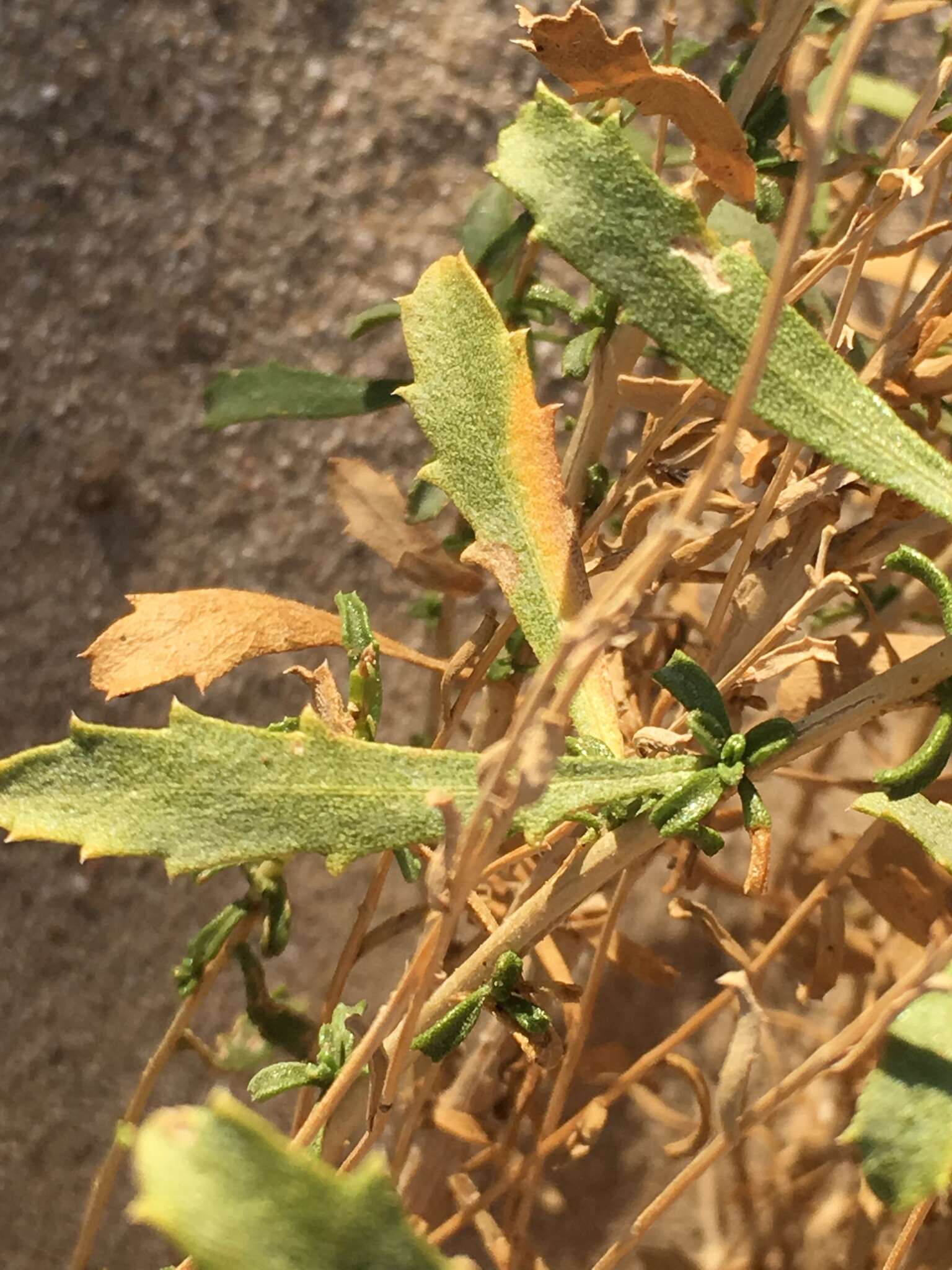 Image of alkali goldenbush