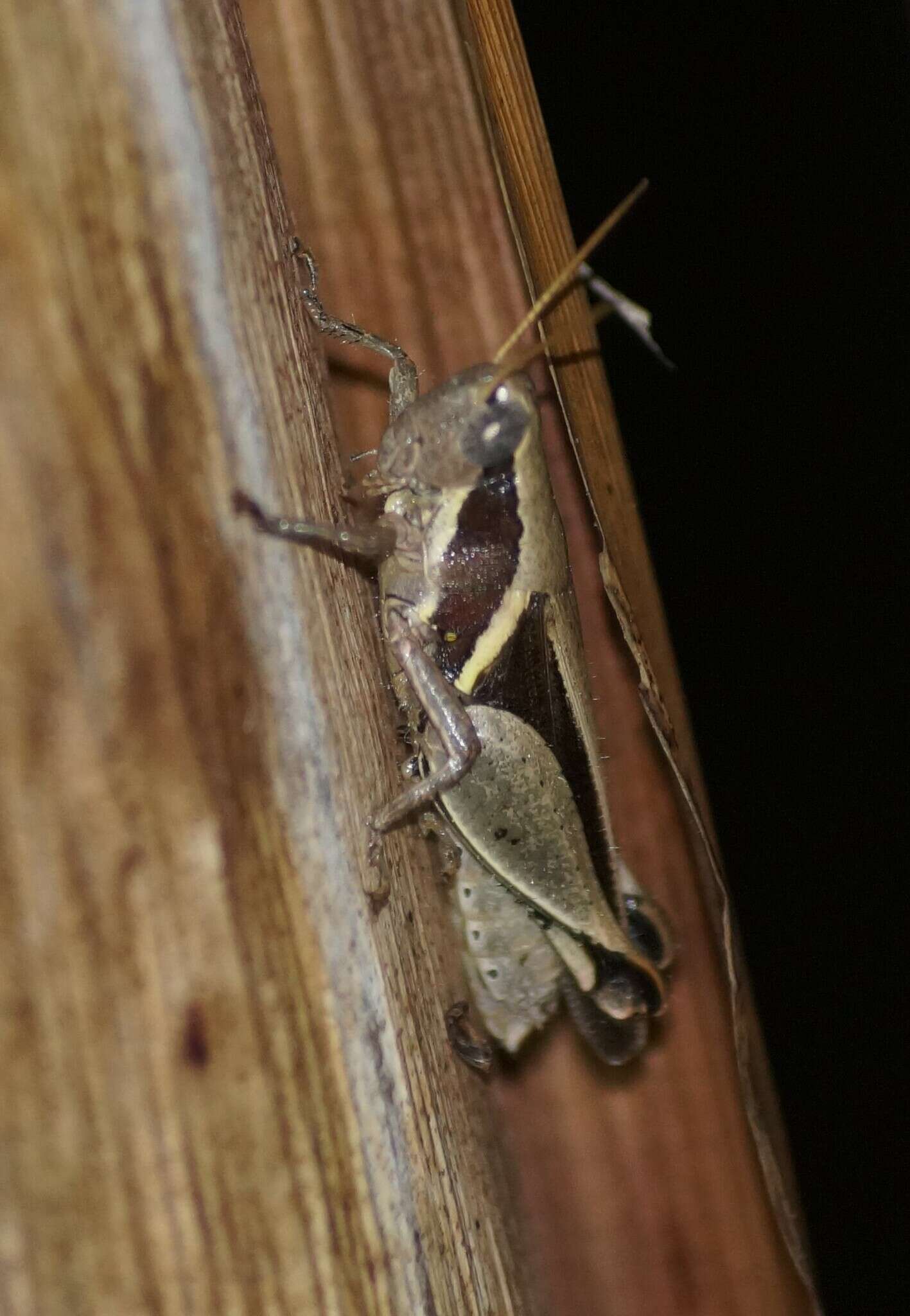 Phaeocatantops decoratus (Gerstaecker 1869) resmi