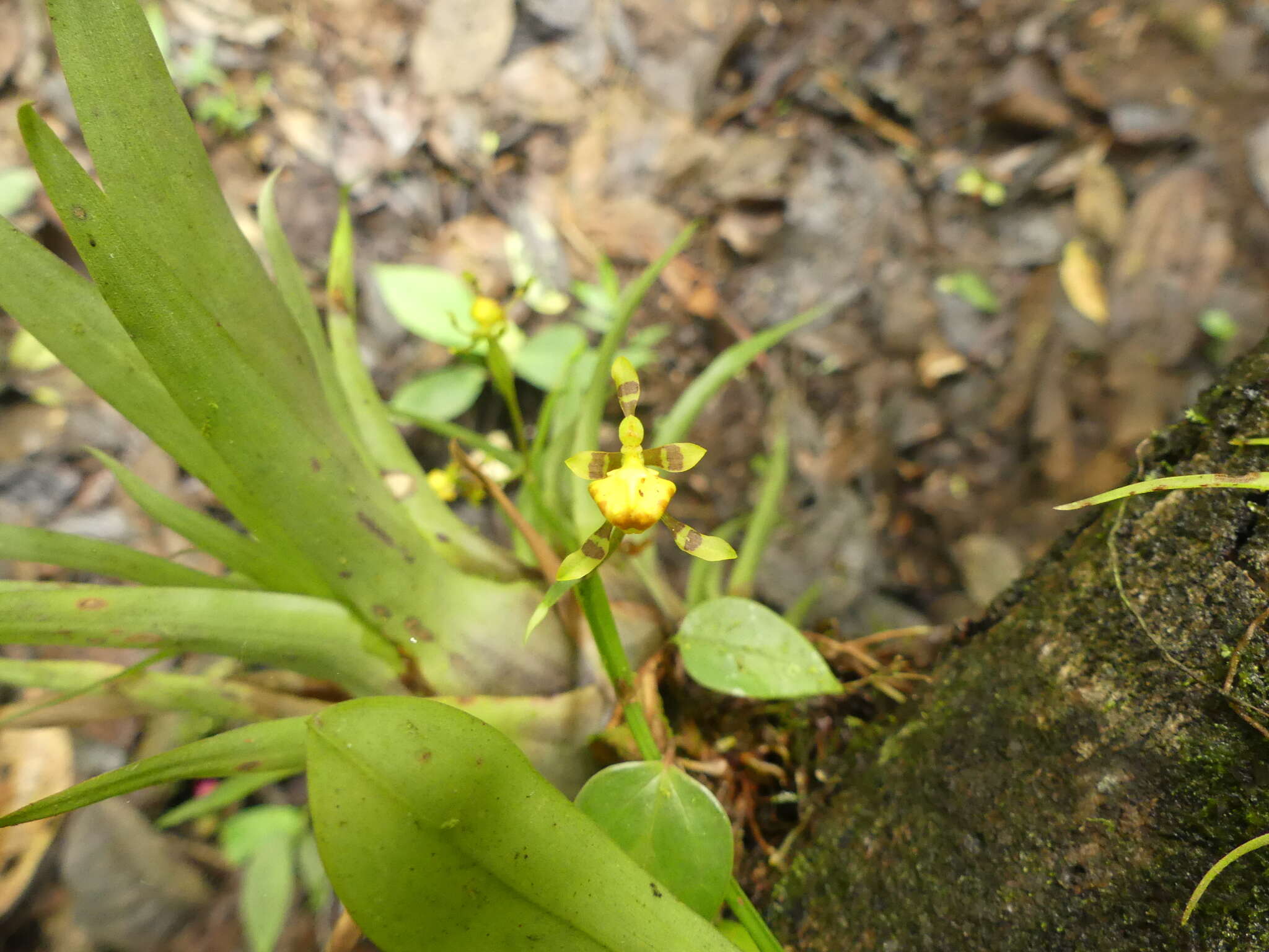 Image of winged-lady orchid