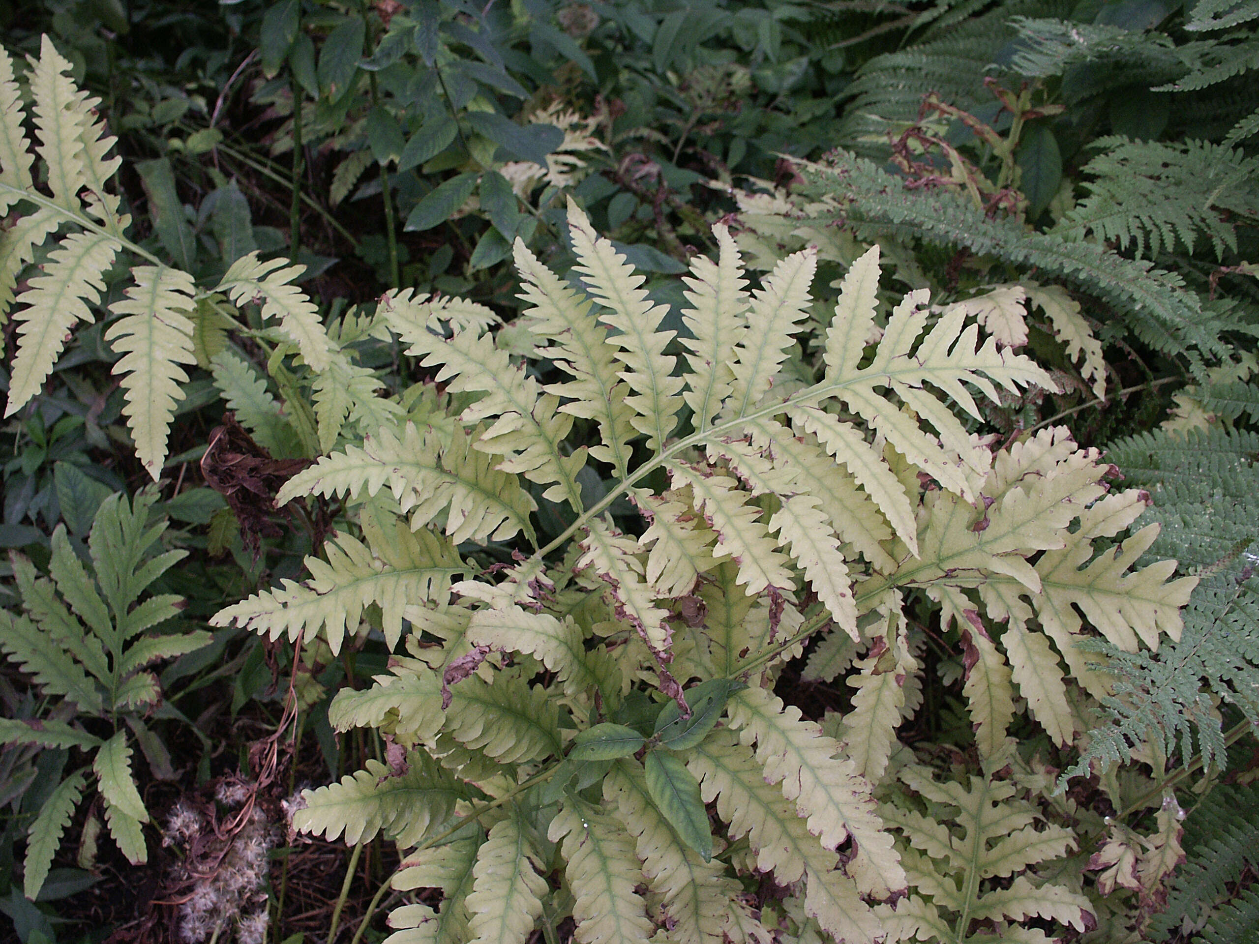 Image of sensitive fern