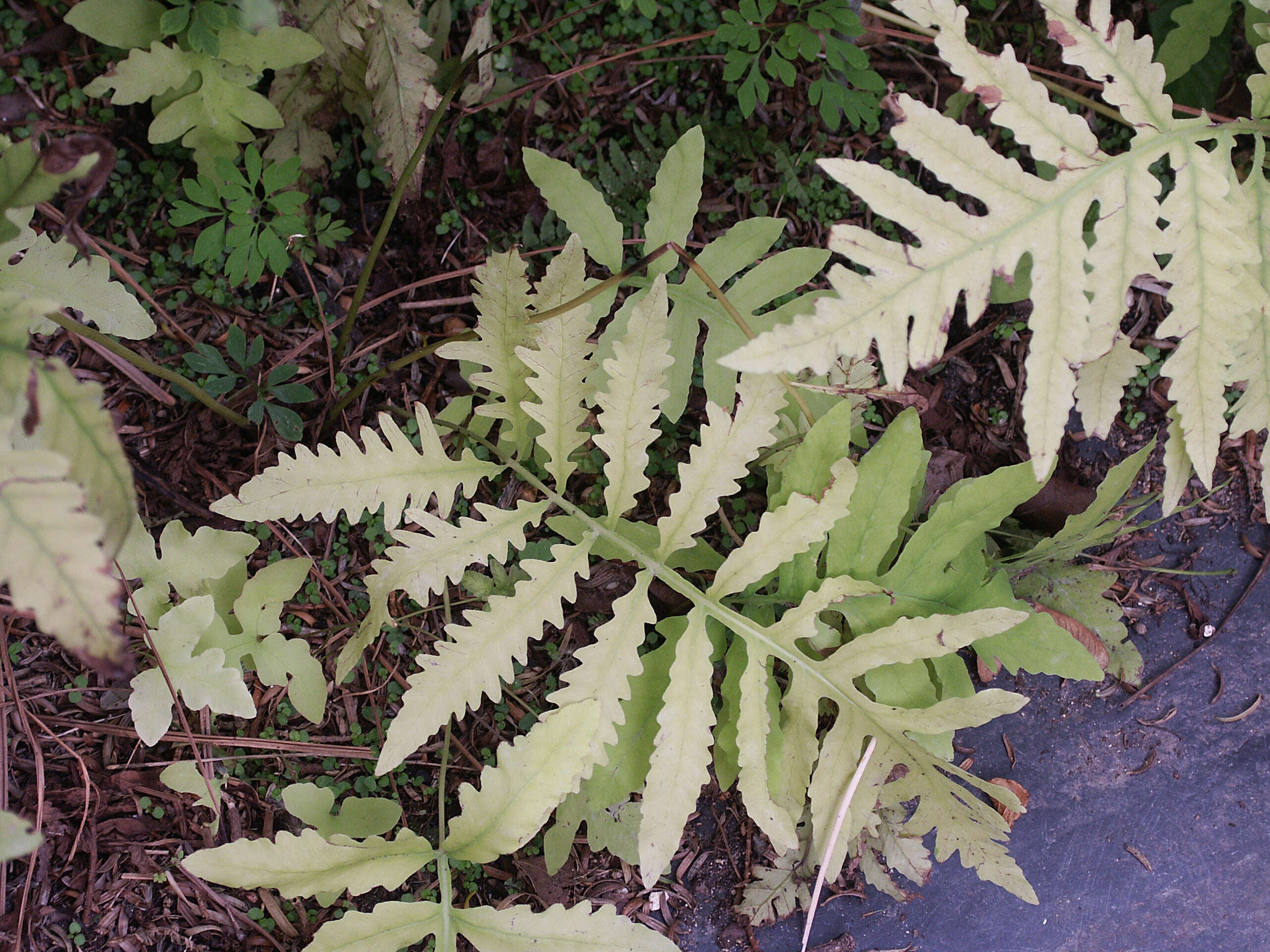 Image of sensitive fern