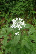 Image of Hesperis matronalis subsp. nivea (Baumg.) Kulcz.