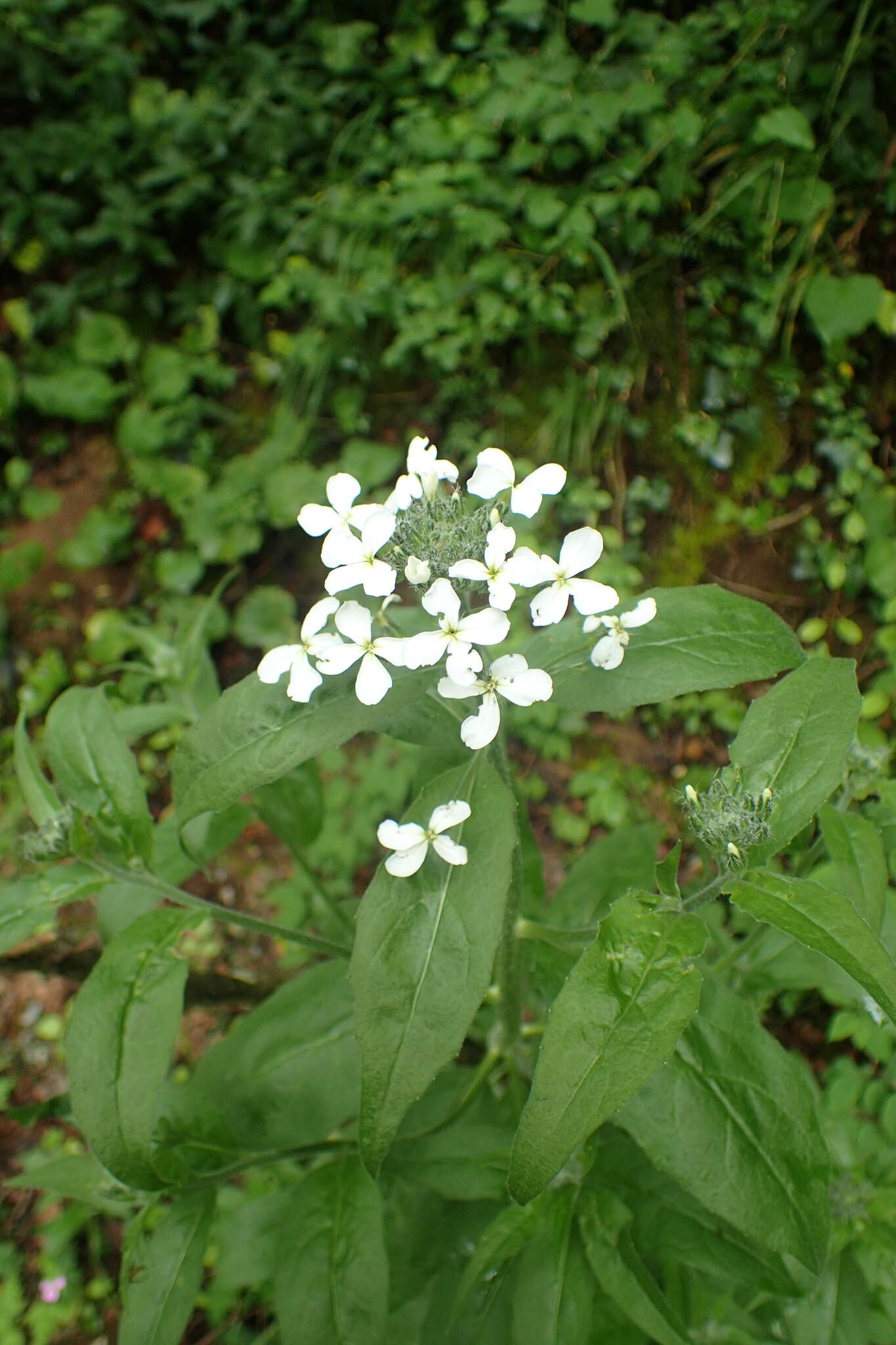 Image of Hesperis matronalis subsp. nivea (Baumg.) Kulcz.