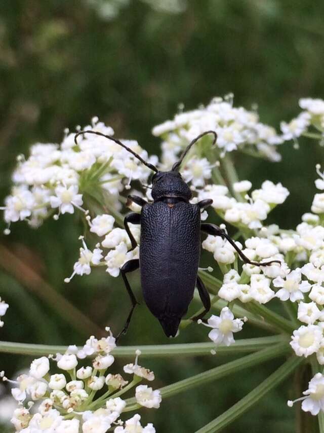 Imagem de Stictoleptura scutellata (Fabricius 1781)