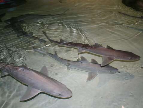 Image of Dusky Smoothhound