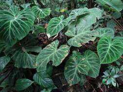 Image of Philodendron verrucosum L. Mathieu ex Schott