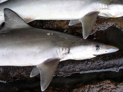 Image of Fish-shark