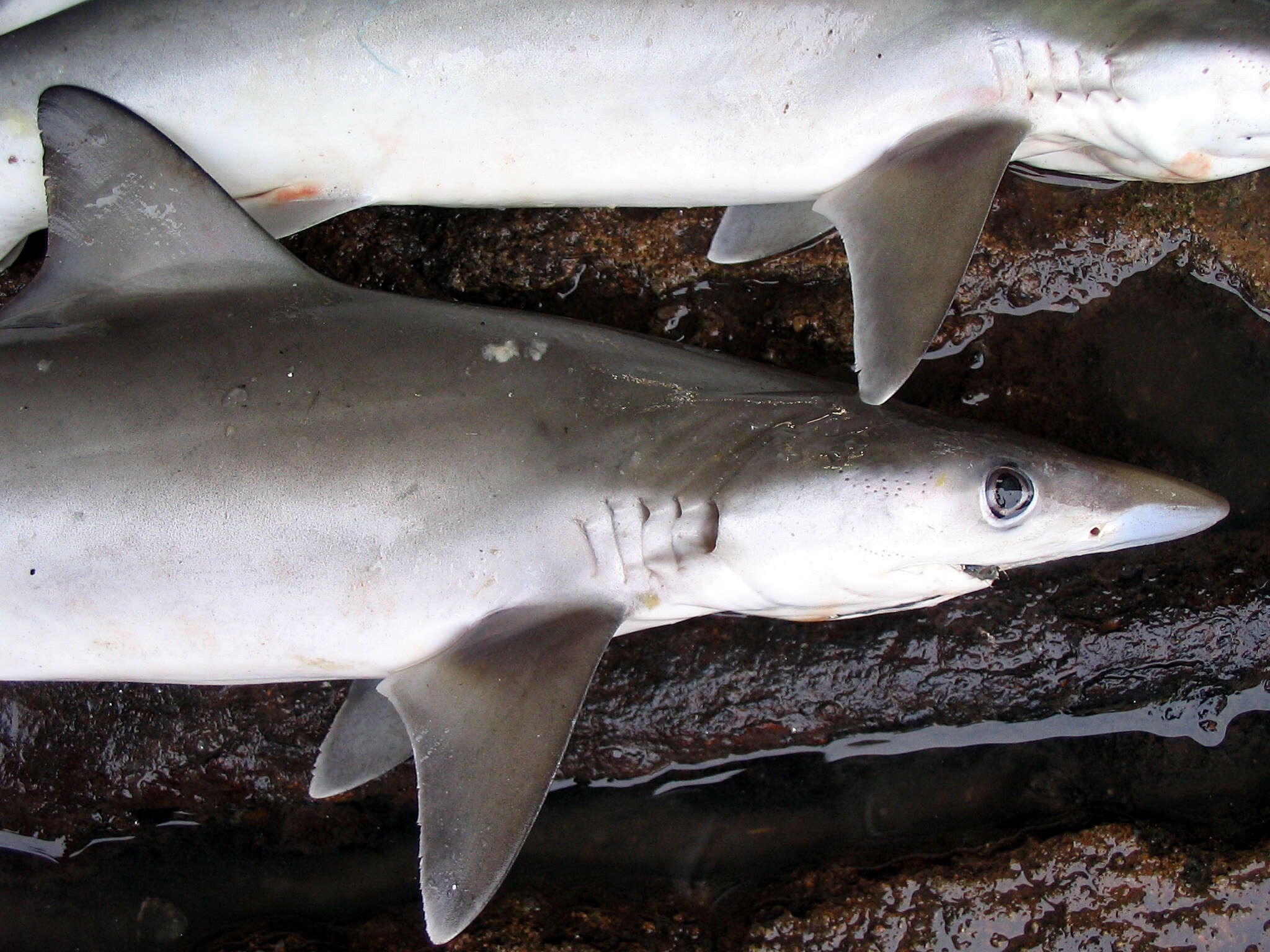 Image of Fish-shark