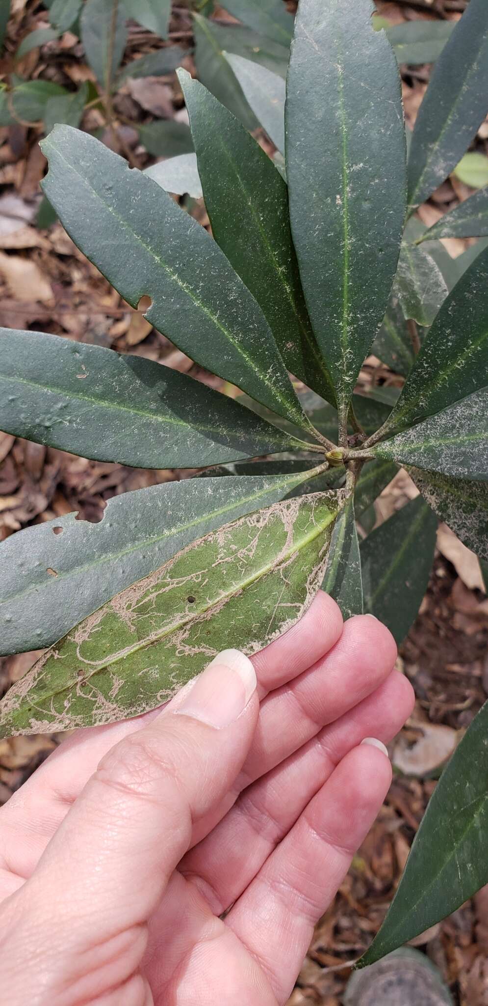 Image de Illicium floridanum Ellis