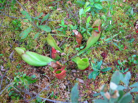 Image of purple pitcherplant