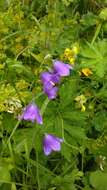 Image of Campanula rhomboidalis L.