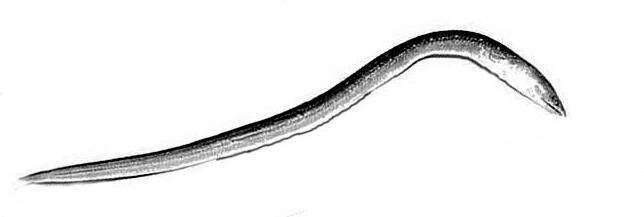 Image of Punctuated snake-eel