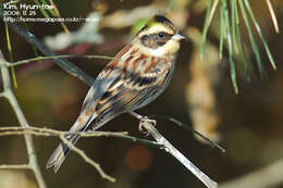 Image of Yellow-throated Bunting