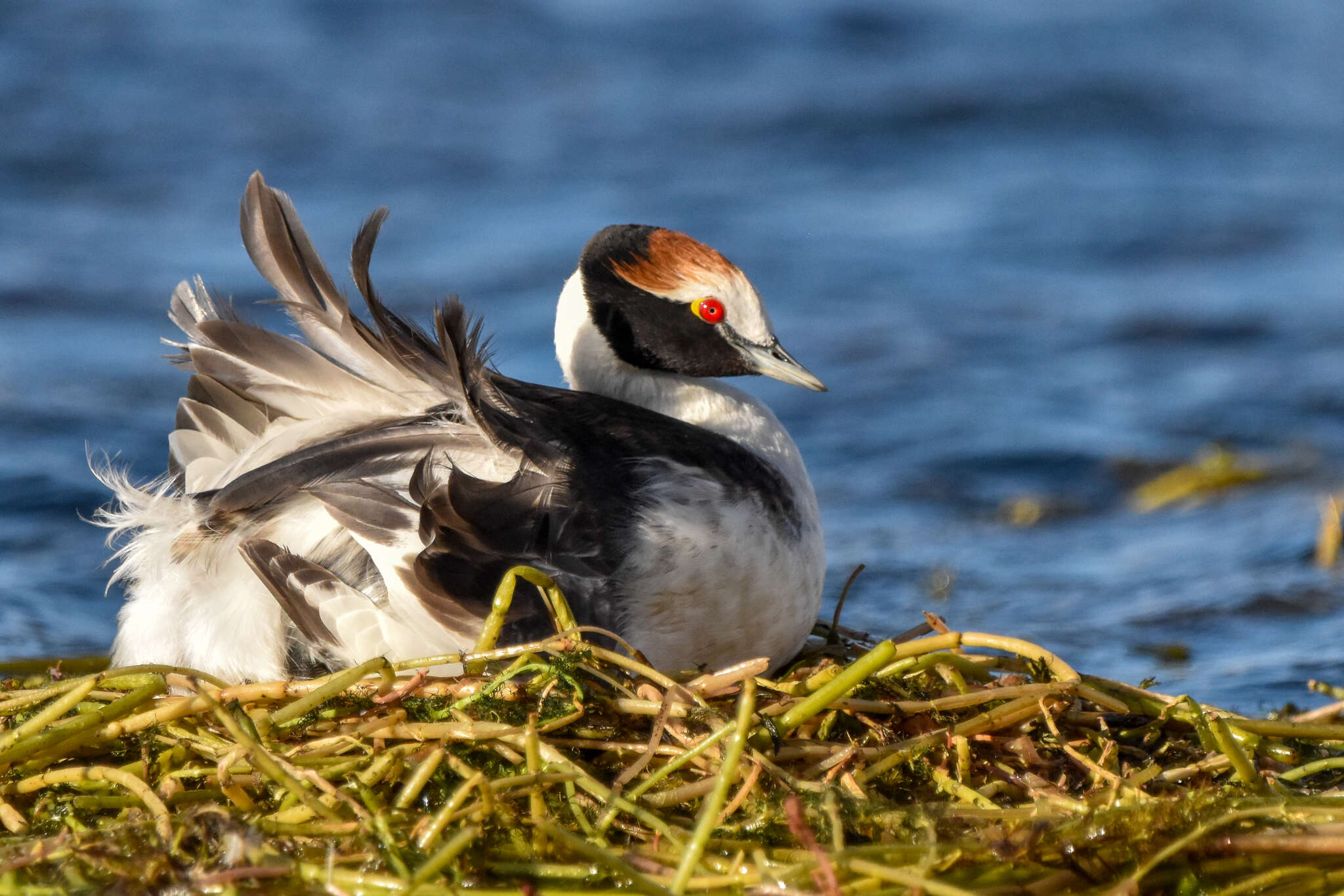 Image of Hooded Grebe