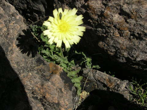 Plancia ëd Leontodon farinosus Merino & Pau