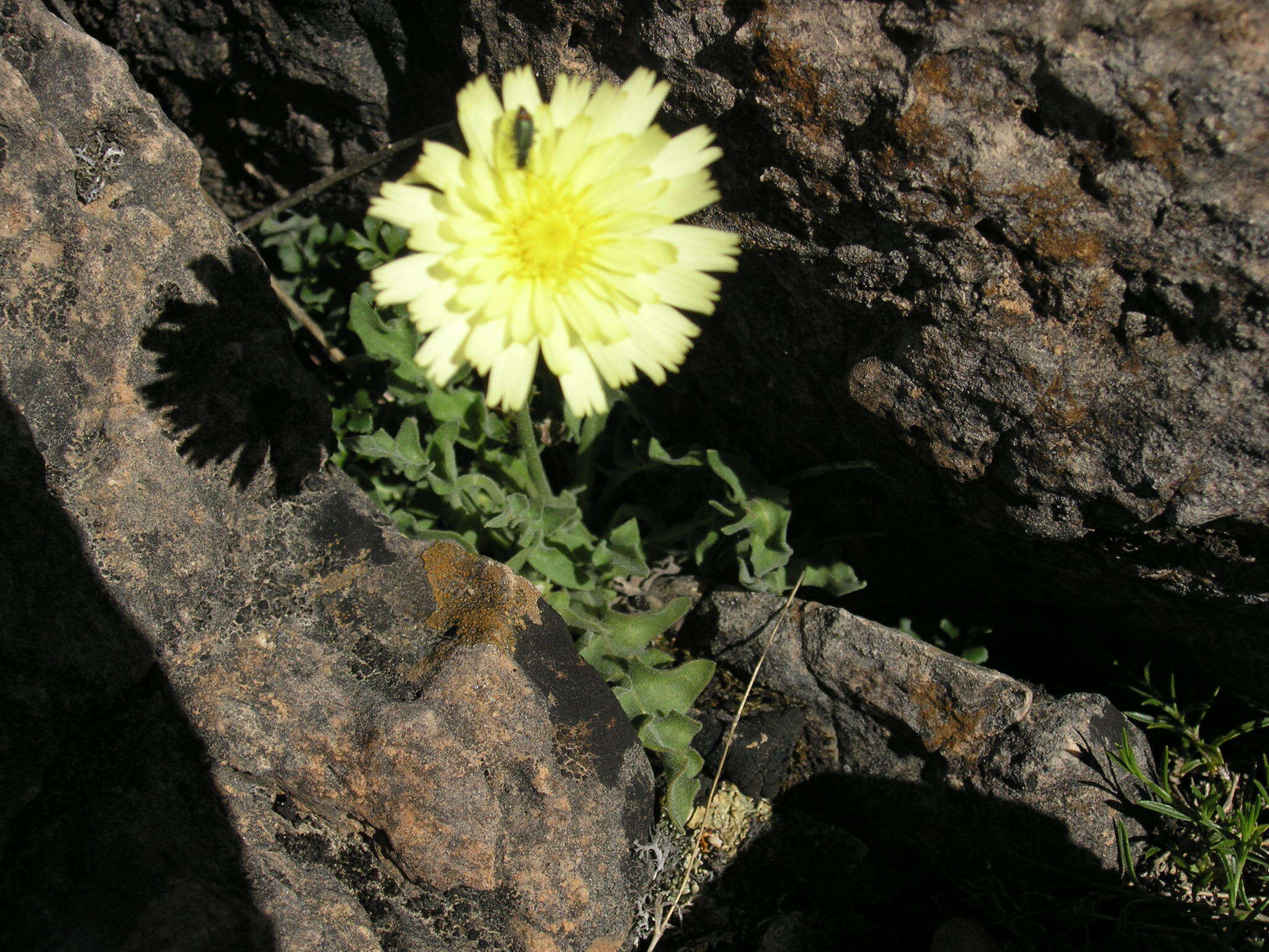 Image de Leontodon farinosus Merino & Pau