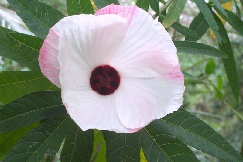 Image of Hibiscus heterophyllus Vent.