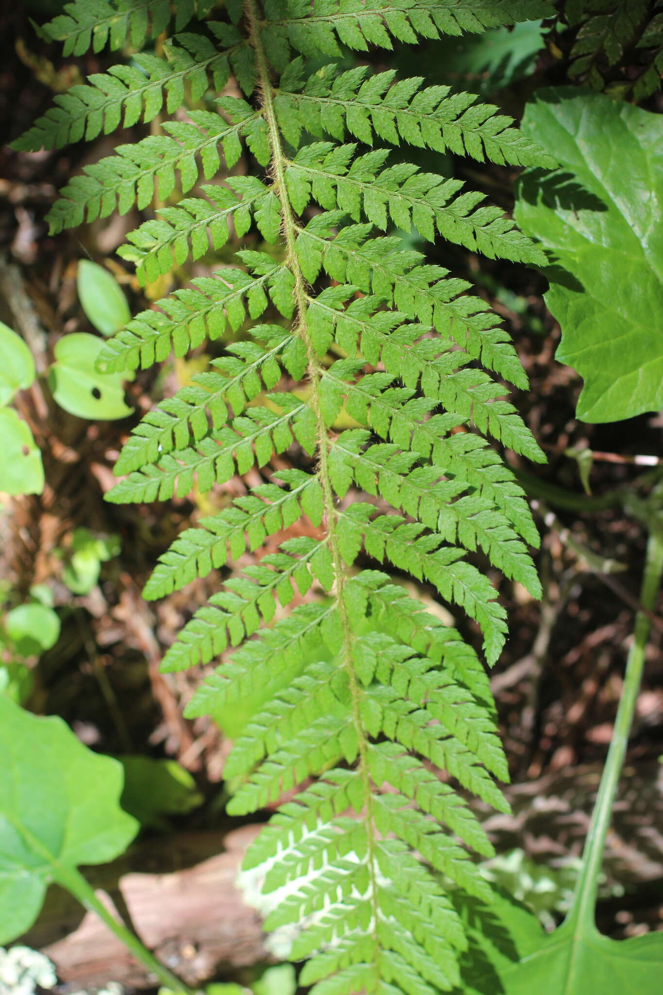 Image of Dudley's swordfern